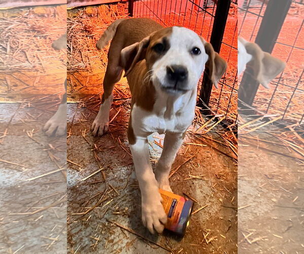 Medium Photo #3 Mutt Puppy For Sale in Tracy City, TN, USA