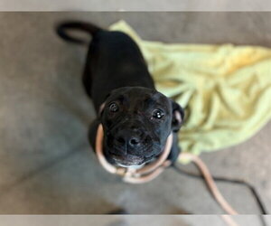 American Staffordshire Terrier Dogs for adoption in Tavares, FL, USA
