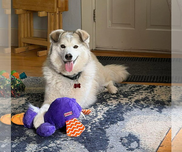 Medium Photo #16 Siberian Husky-Unknown Mix Puppy For Sale in Grafton, WI, USA