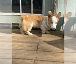 Small Photo #3 American Corgi Puppy For Sale in INDEPENDENCE, MO, USA
