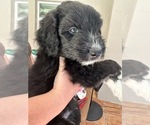 Small #3 Aussiedoodle