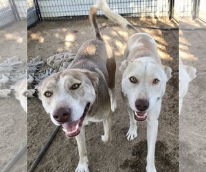 Huskies -Unknown Mix Dogs for adoption in Lancaster, CA, USA