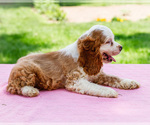 Puppy Sammy Cocker Spaniel