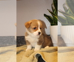 Small Photo #7 Pembroke Welsh Corgi Puppy For Sale in ROCK VALLEY, IA, USA