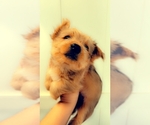 Small Photo #9 Yorkshire Terrier Puppy For Sale in KATY, TX, USA
