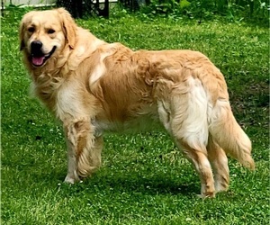 Father of the English Cream Golden Retriever puppies born on 01/14/2024