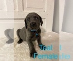Small Photo #8 Weimaraner Puppy For Sale in BLAIR, WI, USA