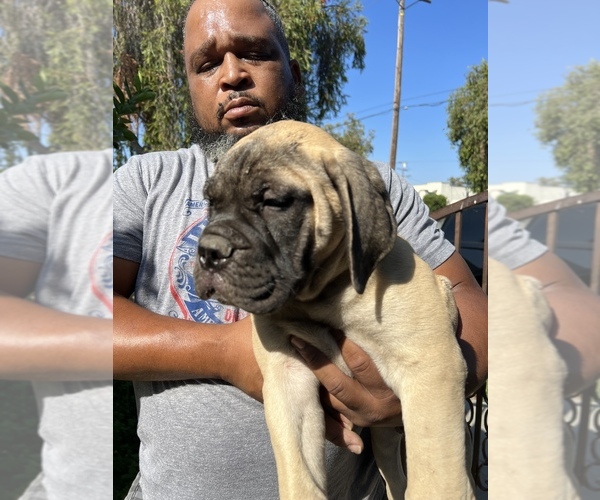Medium Photo #18 Bullmastiff Puppy For Sale in LOS ANGELES, CA, USA