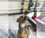 Small #1 Chihuahua Mix
