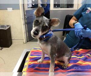 - Mix Dogs for adoption in Riverside, CA, USA