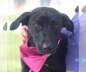 Labrador Retriever-Unknown Mix Dogs for adoption in San Antonio, TX, USA