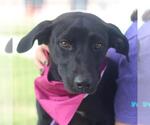 Small Labrador Retriever Mix