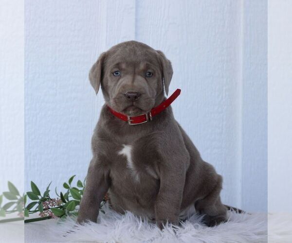 Medium Photo #2 Labrador Retriever Puppy For Sale in GORDONVILLE, PA, USA