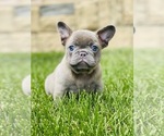 Small #3 French Bulldog