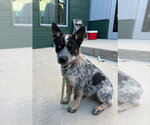 MUFASA - Male Mutt Dog for Adoption - Small photo