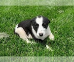 Puppy Ace Shollie