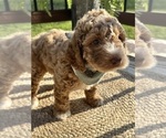 Small Photo #13 Goldendoodle (Miniature) Puppy For Sale in OWENSBORO, KY, USA
