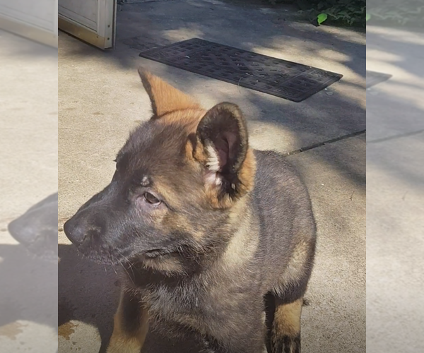 Medium Photo #10 German Shepherd Dog Puppy For Sale in PITTSBURGH, PA, USA
