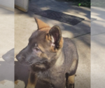Small #9 German Shepherd Dog