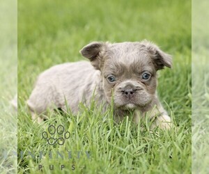 French Bulldog Puppy for sale in GORDONVILLE, PA, USA