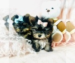 Small #18 Yorkshire Terrier