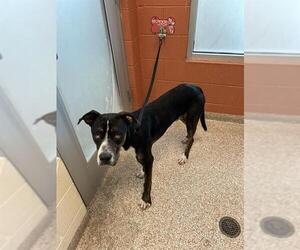 American Pit Bull Terrier-Unknown Mix Dogs for adoption in Pueblo, CO, USA