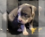 Small Photo #4 American Pit Bull Terrier Puppy For Sale in ELMA, WA, USA