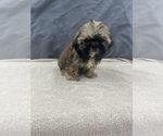 Small Photo #18 Shih Tzu Puppy For Sale in SAINT AUGUSTINE, FL, USA