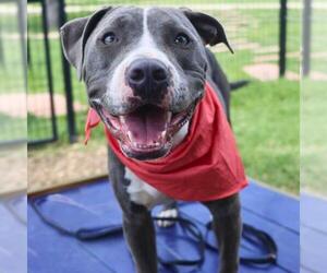 American Staffordshire Terrier-Unknown Mix Dogs for adoption in San Antonio, TX, USA