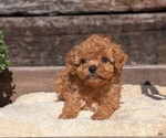 Small Photo #21 Cavapoo (Miniature) Puppy For Sale in GOSHEN, IN, USA