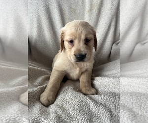 Golden Irish-Golden Retriever Mix Puppy for sale in SOUTH WATERFORD, ME, USA