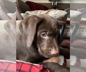 Labrador Retriever Puppy for sale in SPOTSYLVANIA, VA, USA