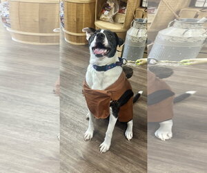 Bubbie - Male Mutt Dog for Adoption - Photo #6