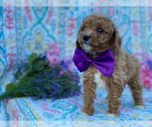 Cavapoo Puppy for sale in LANCASTER, PA, USA
