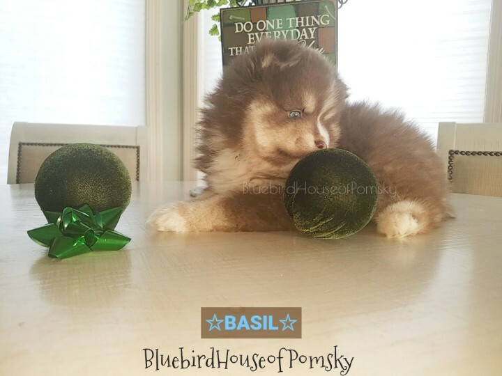 Medium Photo #15 Pomsky Puppy For Sale in ANDOVER, MN, USA