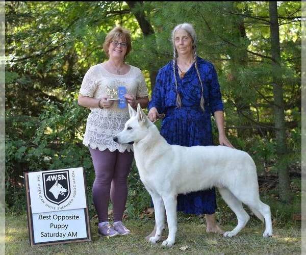 Medium Photo #18 German Shepherd Dog Puppy For Sale in CECILIA, KY, USA