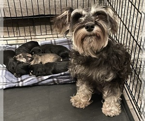 Mother of the Schnauzer (Miniature) puppies born on 02/12/2024