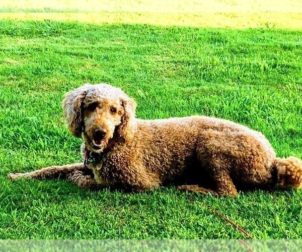 Medium Photo #1 Poodle (Standard) Puppy For Sale in CLAREMORE, OK, USA