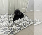 Small #1 Poodle (Miniature)