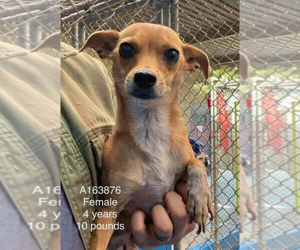 Medium Photo #1 Chihuahua-Unknown Mix Puppy For Sale in Calgary, Alberta, Canada