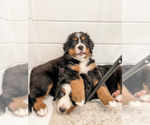 Bernese Mountain Dog Puppy for sale in FAIRMONT, MN, USA