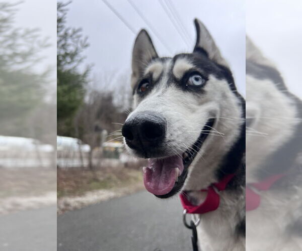 Medium Photo #4 Siberian Husky-Unknown Mix Puppy For Sale in Elmsford, NY, USA