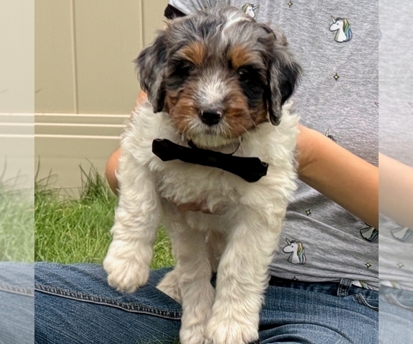 Medium Photo #5 Bernedoodle (Miniature) Puppy For Sale in ROY, UT, USA