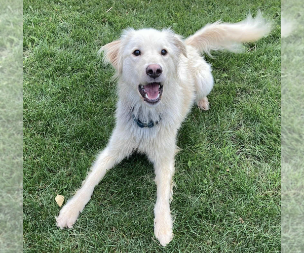 Medium Photo #2 Golden Retriever-Unknown Mix Puppy For Sale in Anchorage, AK, USA