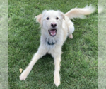 Small #1 Golden Retriever Mix