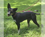 Small Photo #2 Rat Terrier Puppy For Sale in Yardley, PA, USA