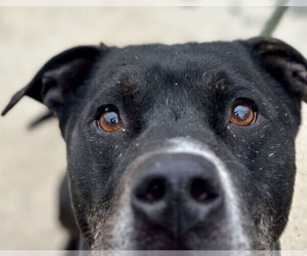 Medium Photo #3  Puppy For Sale in , 