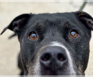 Mutt Dogs for adoption in Jackson , NJ, USA