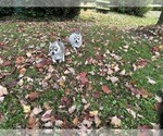 Small #11 Alaskan Klee Kai-Pomeranian Mix