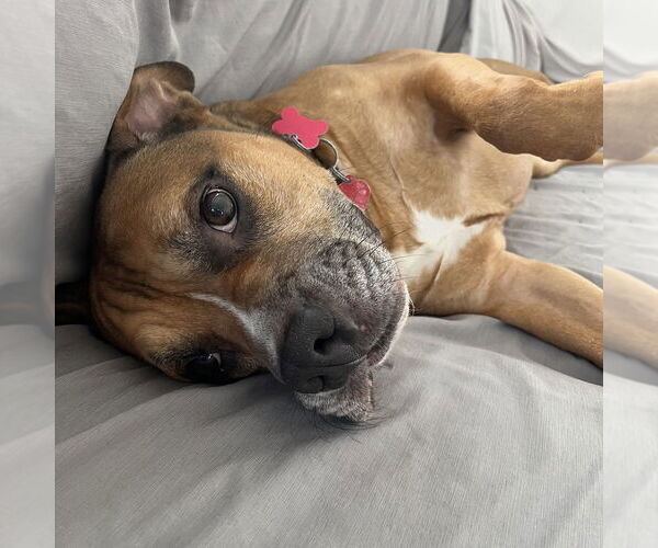 Medium Photo #12 Boxer-Unknown Mix Puppy For Sale in Boston, MA, USA